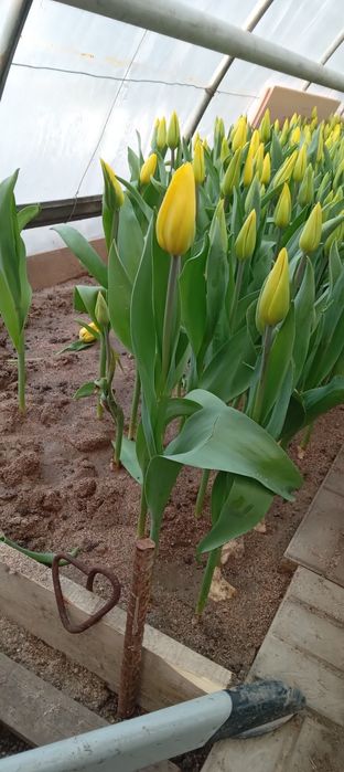 Продам теплице..