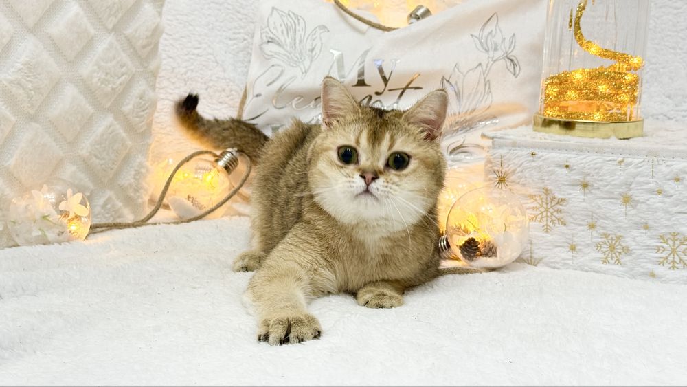 Золотая шиншилла беременная