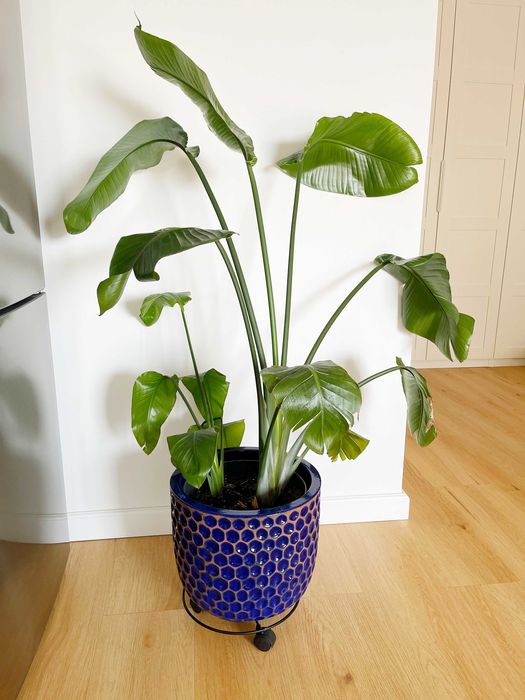 Strelizia Nicolai 140 cm - două plante, ghiveci decorativ inclus