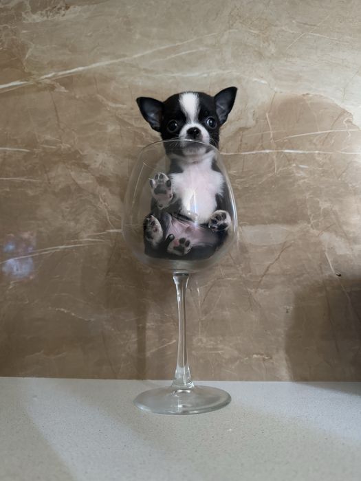 Карманная собачка щенки микро и мини