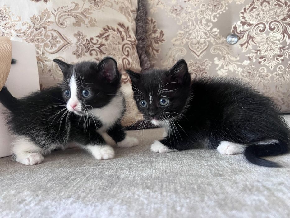 Отдам котят в добрые руки