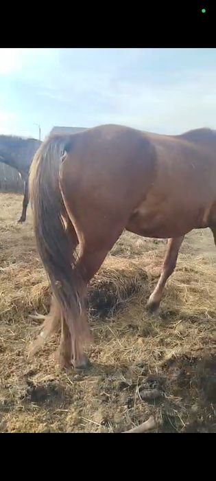 Продам 2 кобылы.