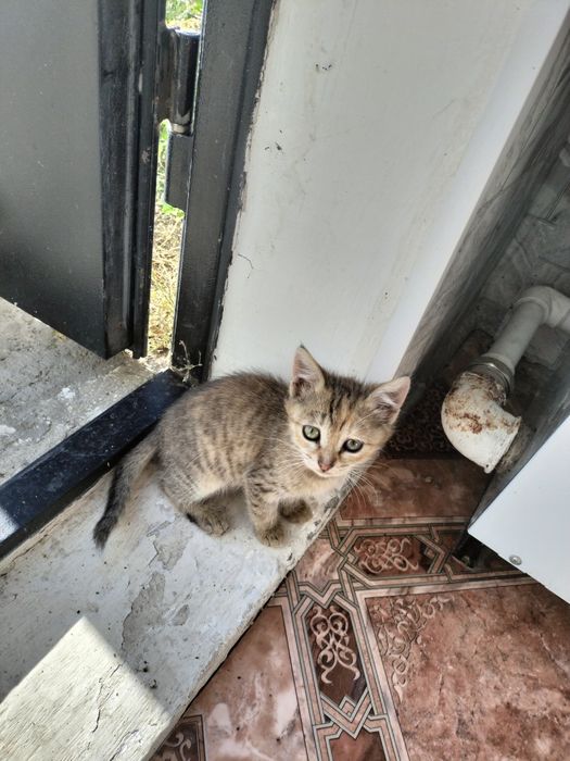 Котята ищат дом.