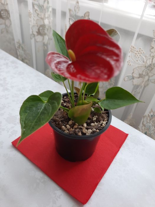 Продам цветущие антуриумы