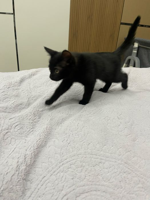 Продам домашнего котенка