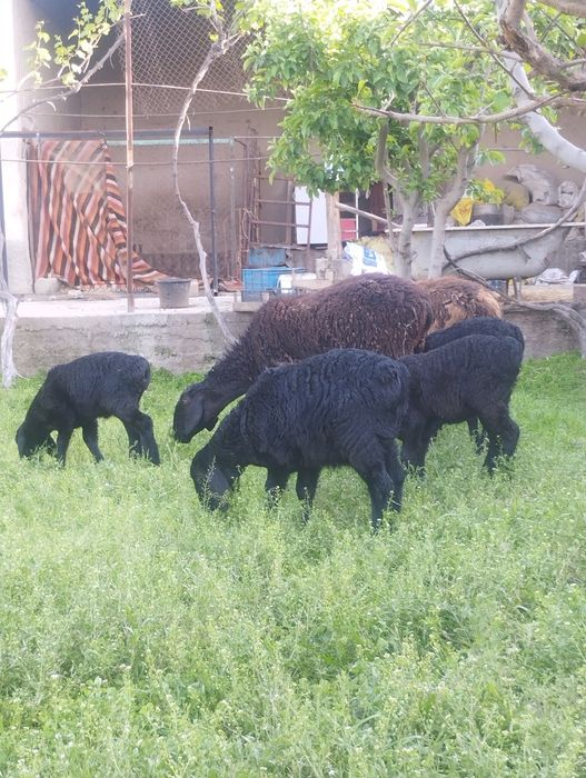 Ekizchi quy qidirib yurganlarga chista Xisor quylar sotiladi srochna