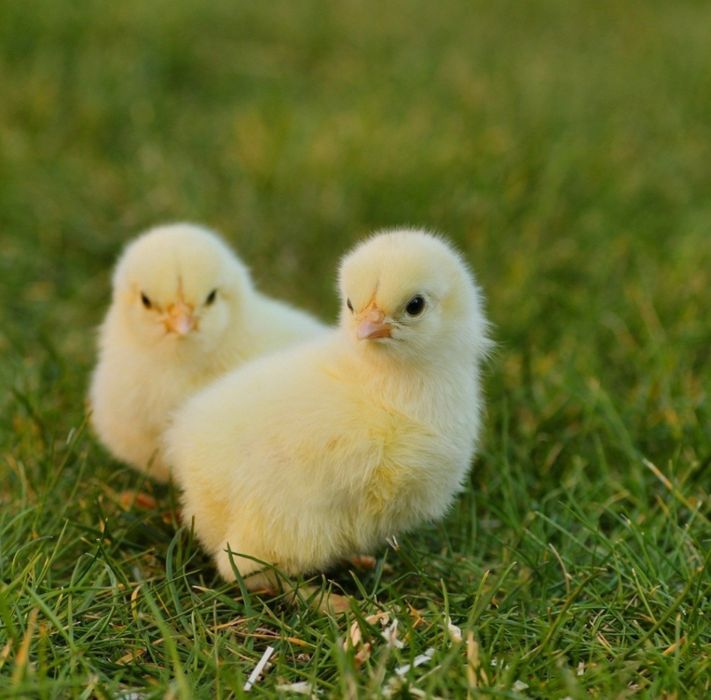Цыплята суточные