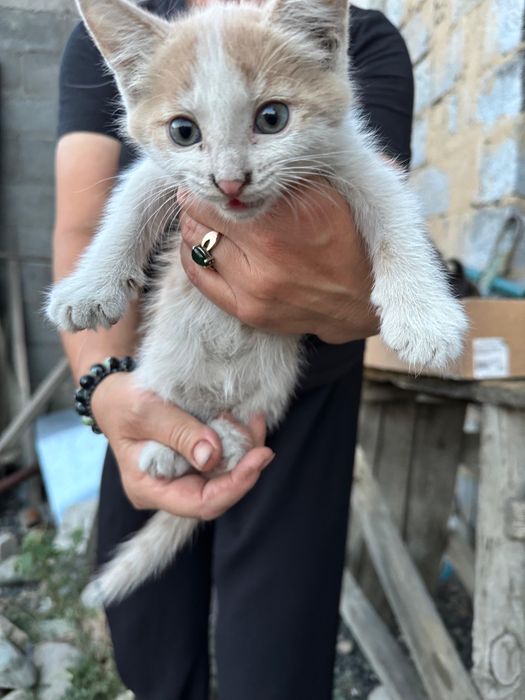 Отдадим котят в добрые руки