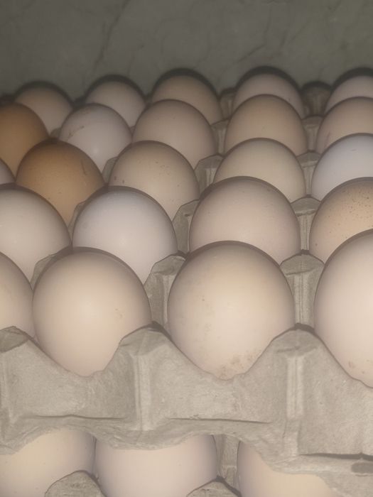 Яйца джерсийских гигантов