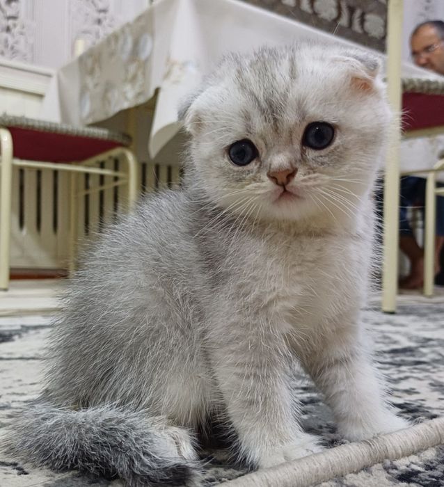 скоттиш фолд серебристый шиншилла
