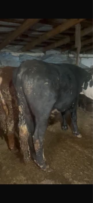 Бұқалар сатылады