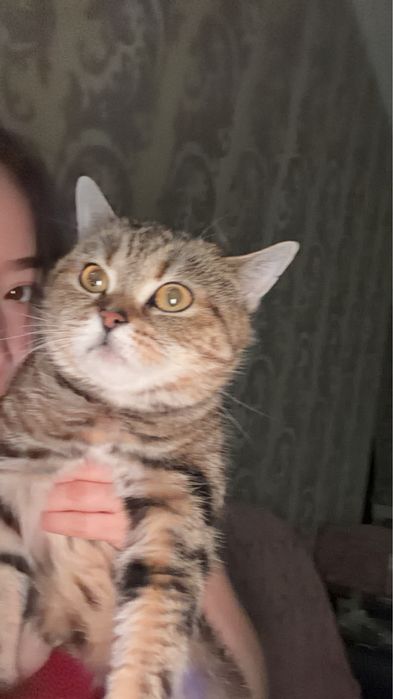 Британская кошка