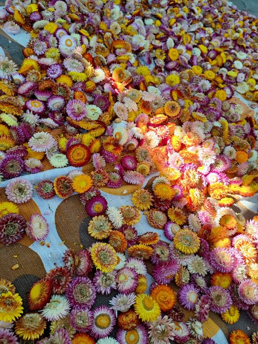 Flori de paie (imortele)