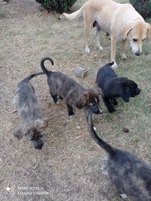 Подарявам тези малки сладурчета.