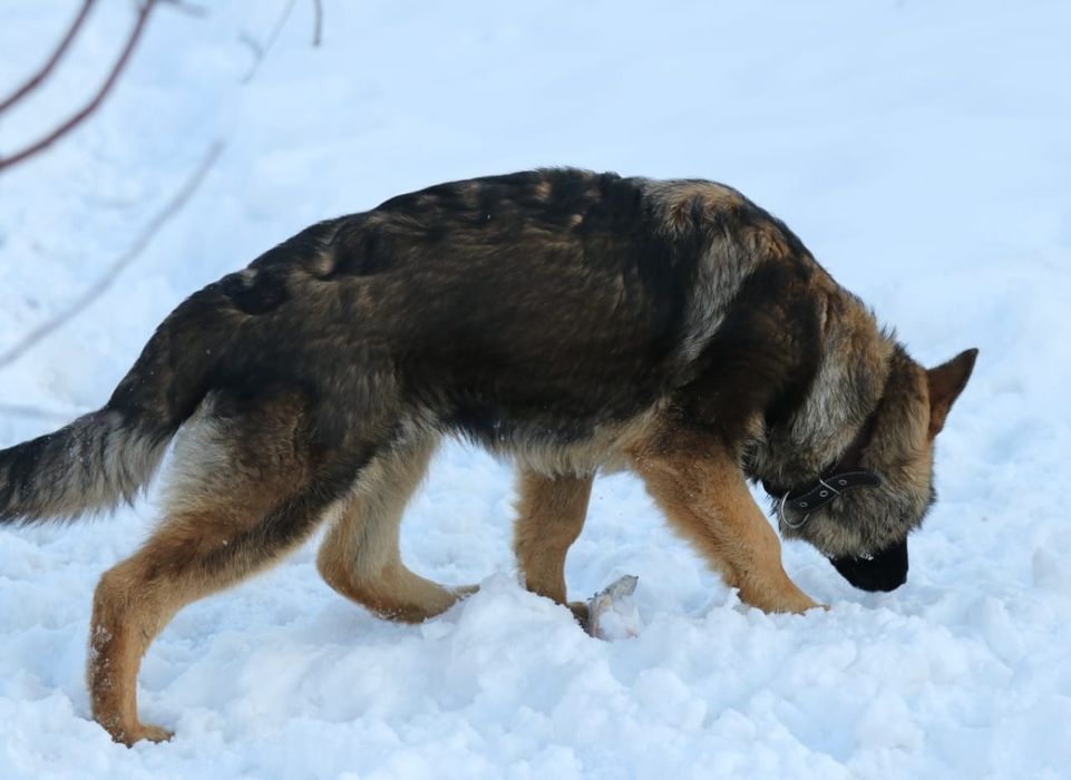 Немецкая овчарка, 6 мес мальчик и девочка