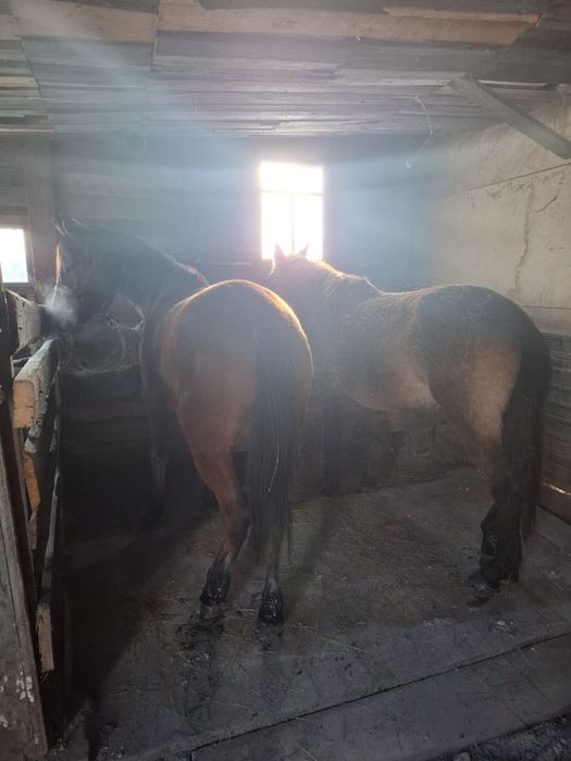 Продам Байтал,2 головы (3-х летки)