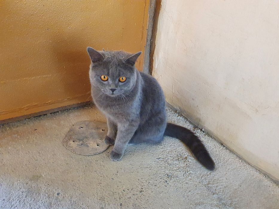 Mushuklar sotiladi