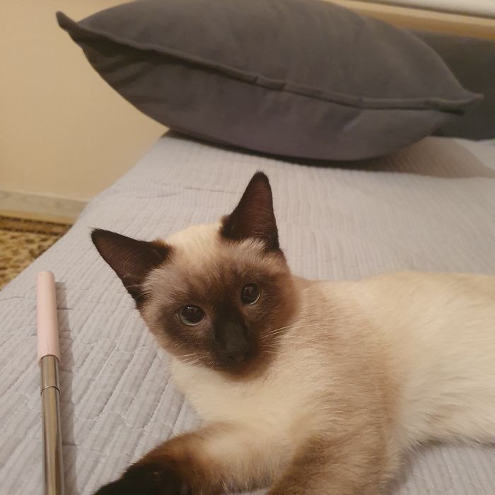 Котёнок девочка!