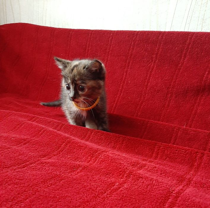 Котенок в добрые руки