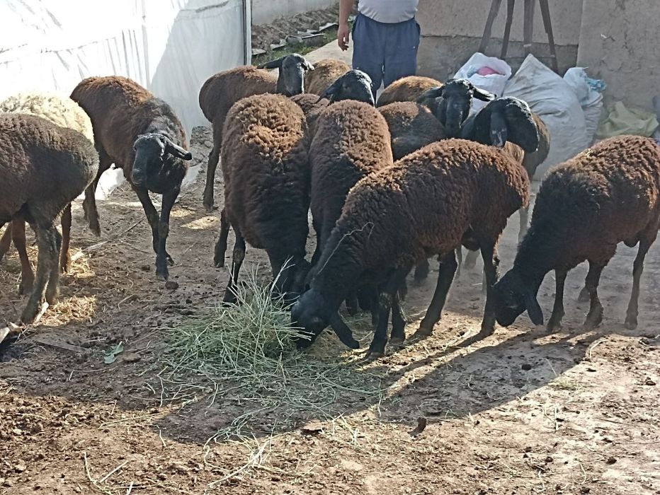 Qõchqorchalar tojigiston qo‘ylari