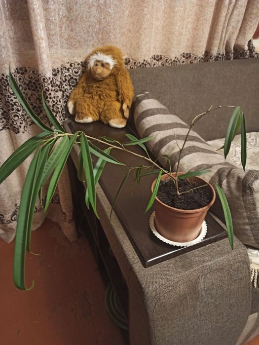 Фикусы для офиса и дома