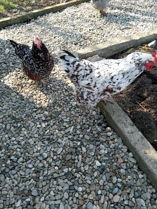 Vând 2 Găini Sussex Porțelan+Cocoș HD