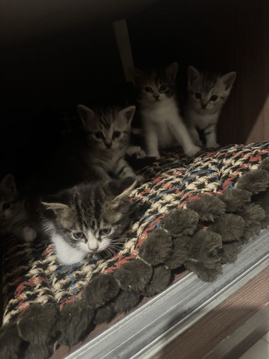 Котята бесплатно