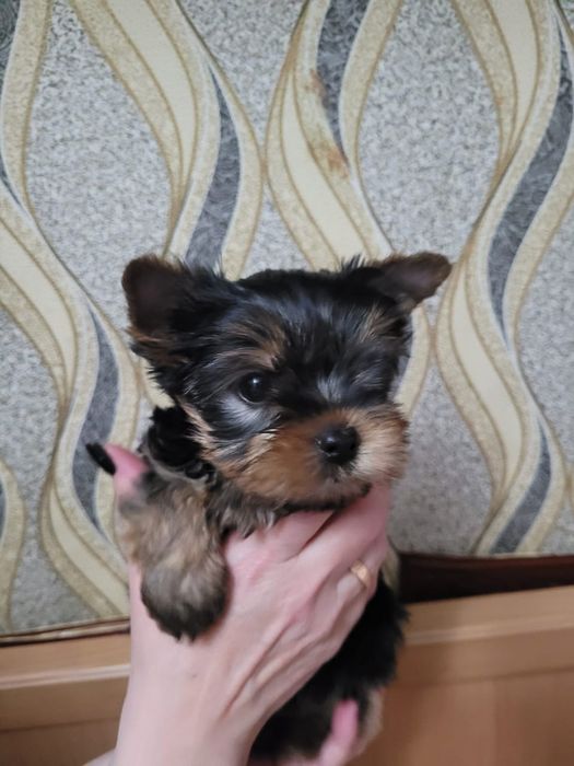 Йоркширский терьер