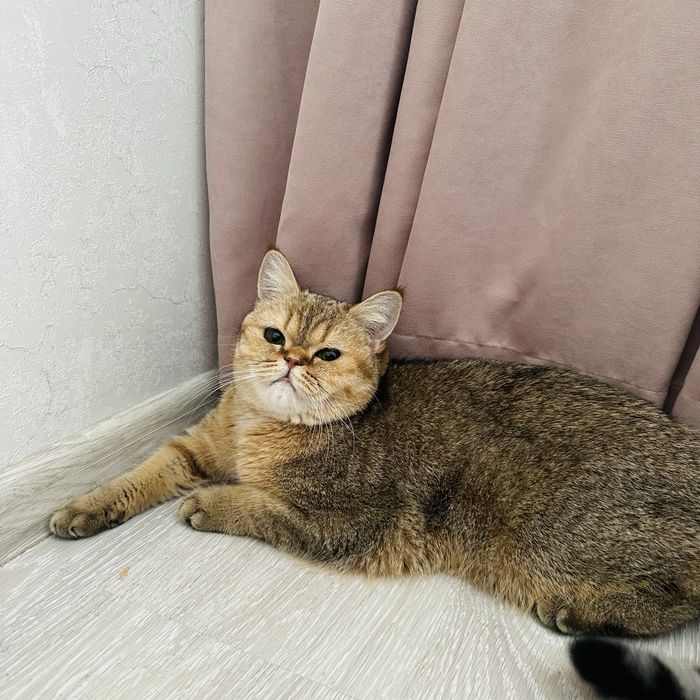 Золотая шиншила