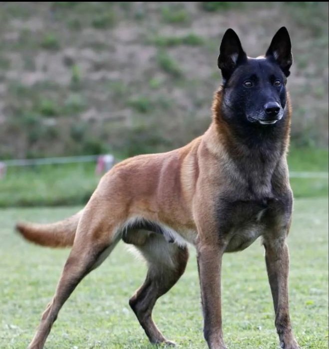 Кобель три года ,малинуа