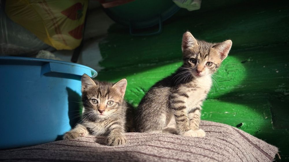 Отдам котят,кушают сами