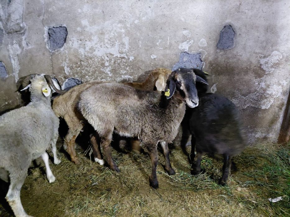 Продам Баранов 41 штук