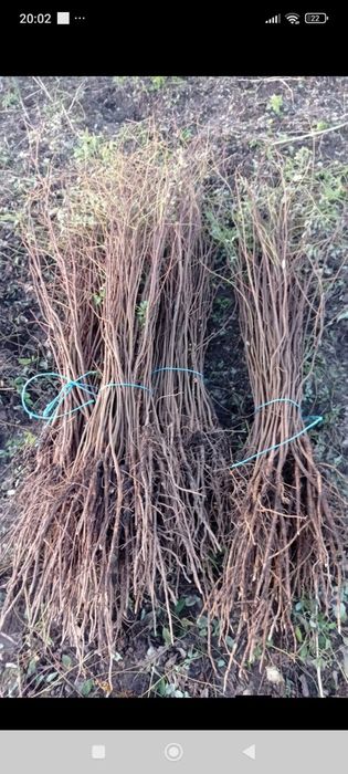 puieți salcâm preț mic