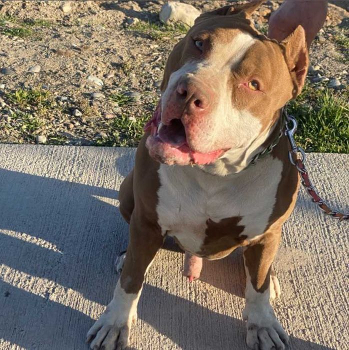 вязка питбуля (не продается)