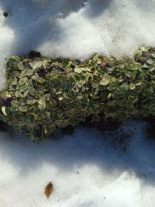 Вечнозелёный почвопокровник