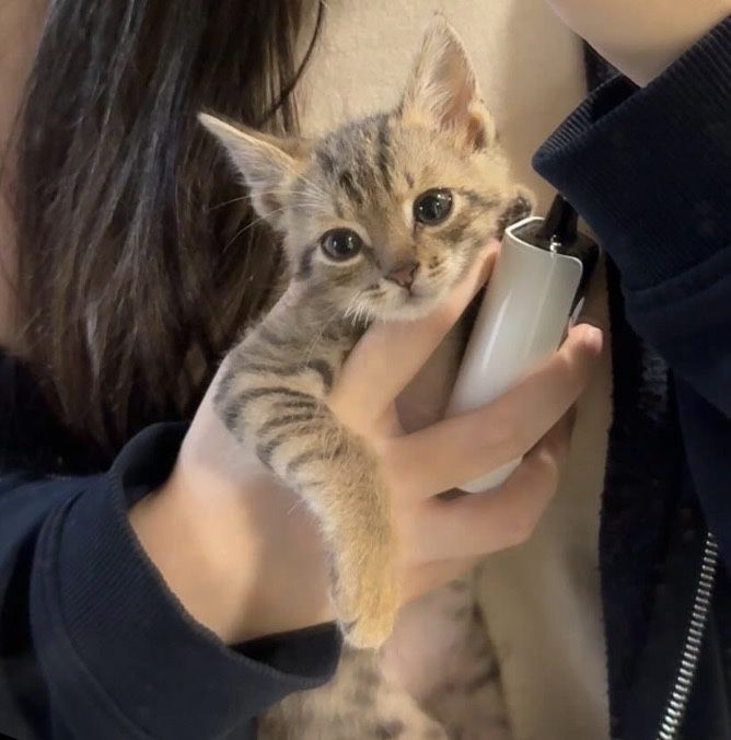 Котенок 2 месяца