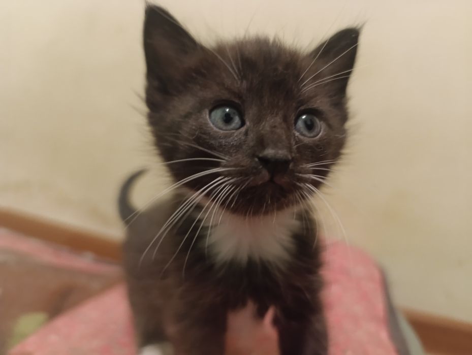 Отдам даром Котята