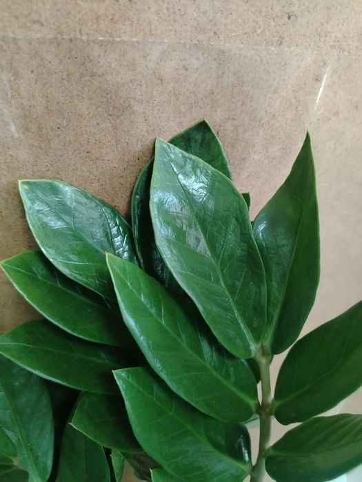 Долларовое дерево Замиакулькас