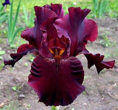 Продам корни ирисов