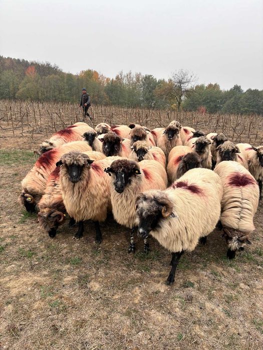 Disponibile 25 de bucăți