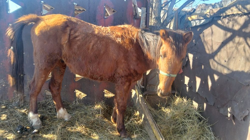 Құнан сатылады міңгі