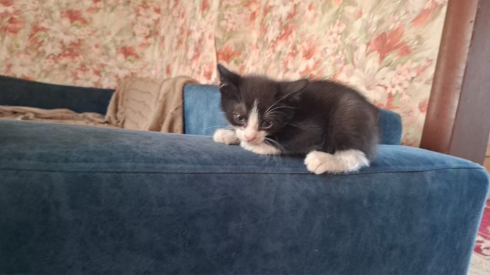 Отдам котят в хорошие руки
