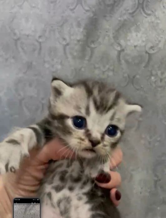 Чистокровные британцы