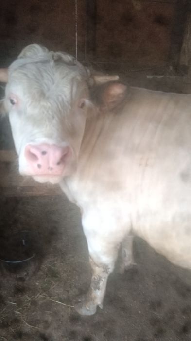 taur belgian 15 luni