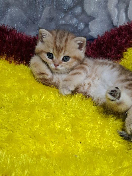 Продаётся шикарный мальчик британец