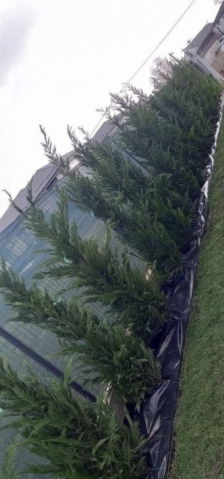 Leylandii de vânzare – ideal pentru gard viu.