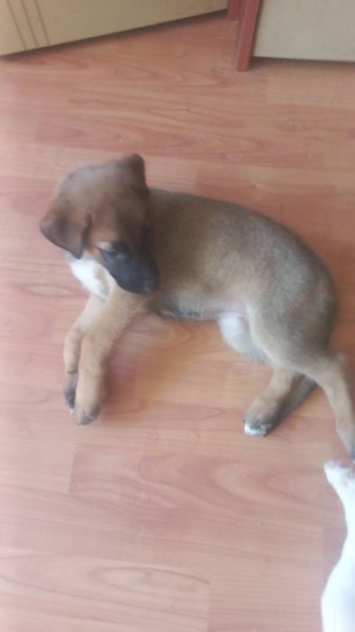 Подаряваме малки и големи кученца