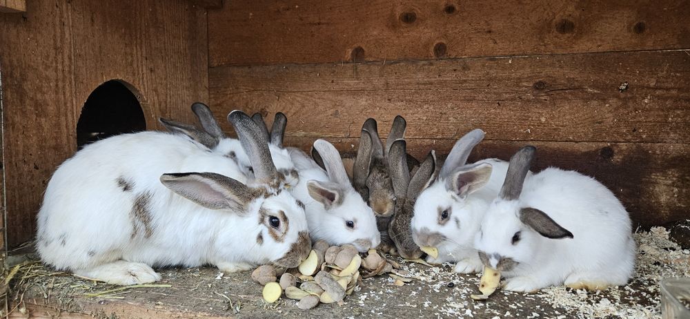 Iepurași de vânzare in Reșița
