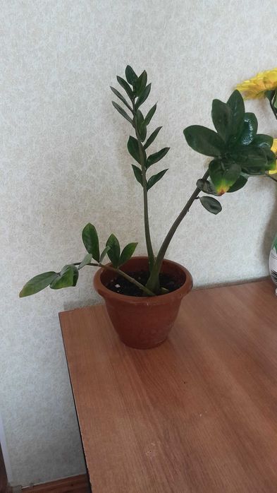 Замиокулькас или долларовое дерево.