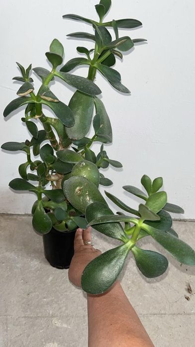 Большие цветы продаю